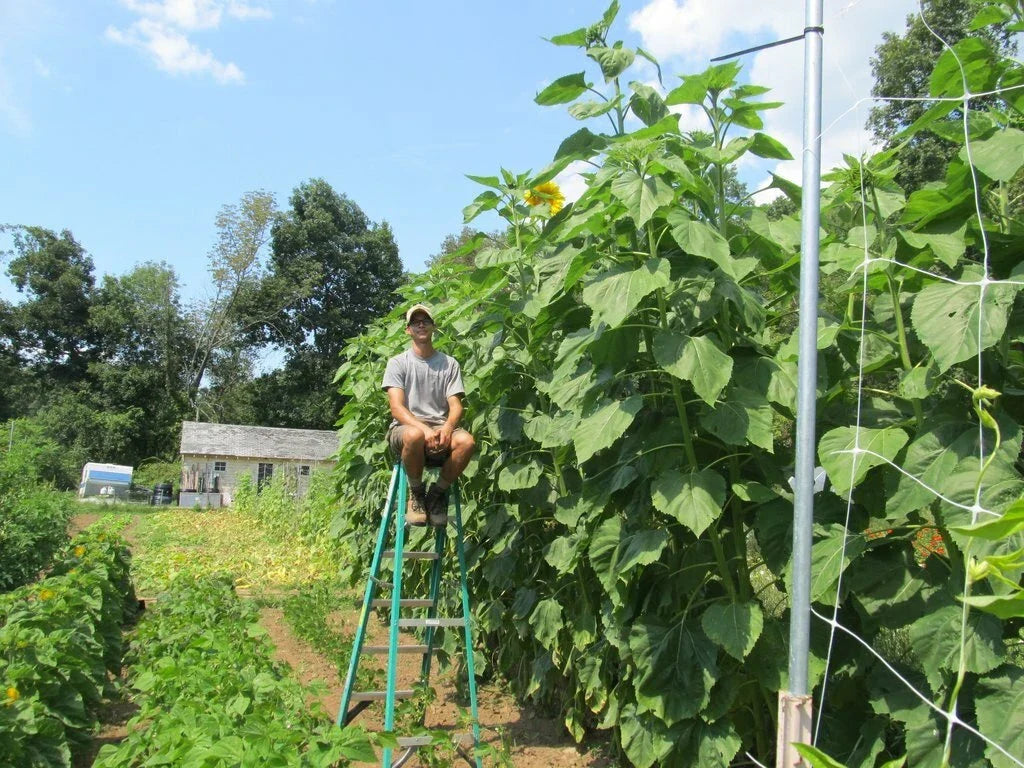Skyscraper Sunflower Seeds - 35+ Giant Helianthus annuus Wildflower for Tall, Easy-to-Grow Garden Addition
