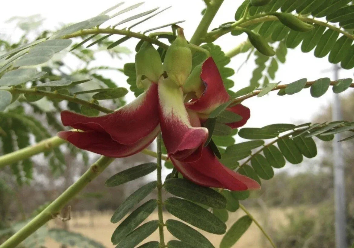 Hummingbird Tree Seeds 20+ Sesbania grandiflora Flowering Tree Red Agati for Wildlife Garden, Tropical, Drought-Resistant