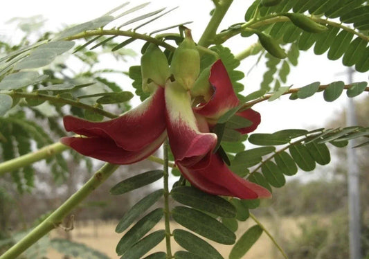 Hummingbird Tree Seeds 20+ Sesbania grandiflora Flowering Tree Red Agati for Wildlife Garden, Tropical, Drought-Resistant