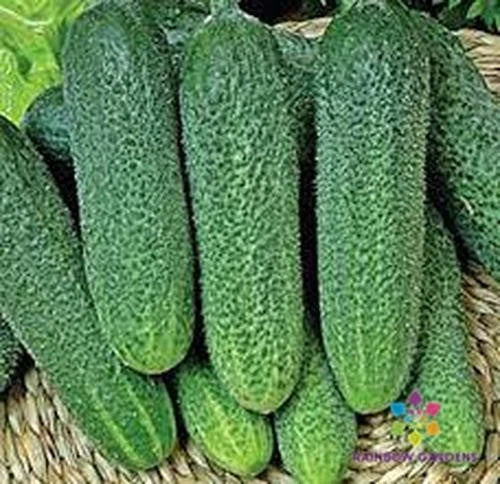 Harmonie Cucumber Seeds Pack – 25+ Non-GMO Cucumis sativus for Home Garden, Patio, Container Growing, Crisp Salad Cucumbers