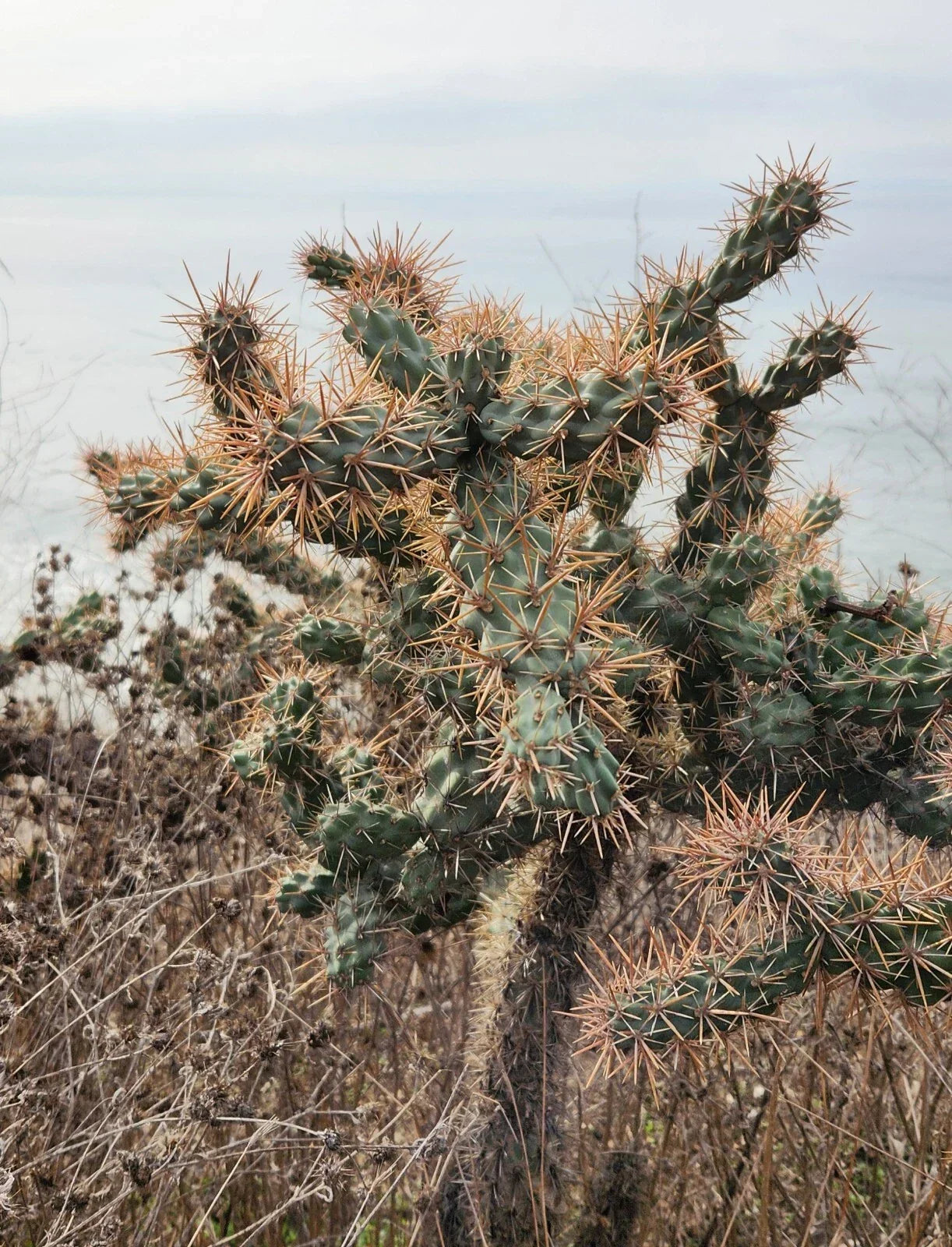 Cylindropuntia Prolifera Coastal Cholla Cactus Pup Cutting for Desert Garden, Sunny Well-Drained Soil, Los Angeles CA