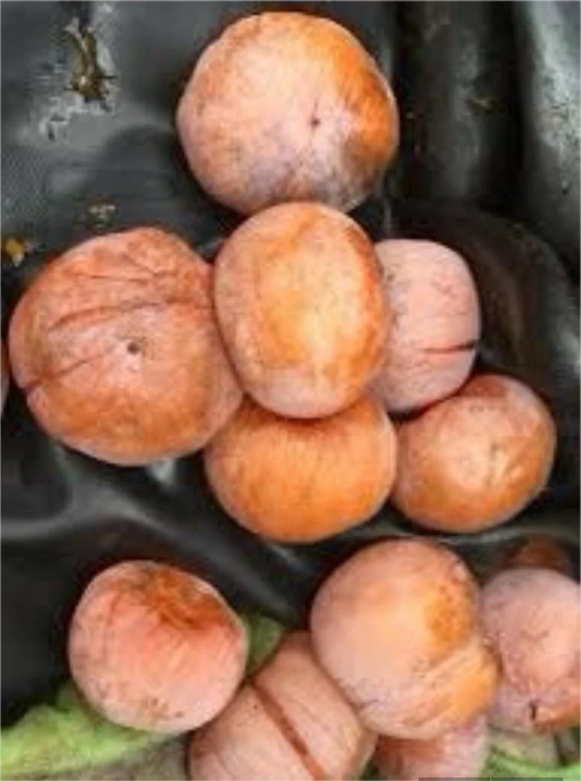 Yates American Persimmon Grafted Plant Bare Root Diospyros virginiana Fruit Tree for Garden or Orchard