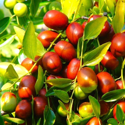 Jujube Tree Seeds Pack of 10 | Chinese Red Date | Ziziphus jujuba | Nutritious, Sweet Fruit, Easy to Grow