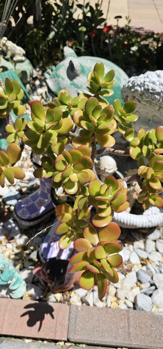 Jade Plant Cuttings 2 Pieces 3-5 Inches Crassula ovata Succulent for Home Decor and Gardening