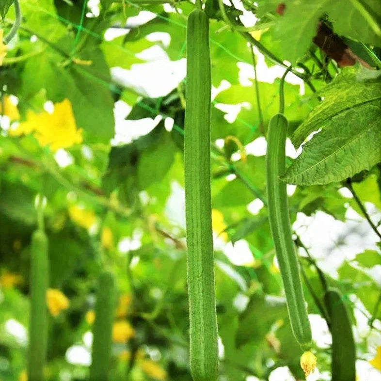 Emerald Smooth Luffa Gourd Seeds – Long Hybrid Sponge for Home Gardening – Luffa aegyptiaca, Non-GMO, Pack of 10