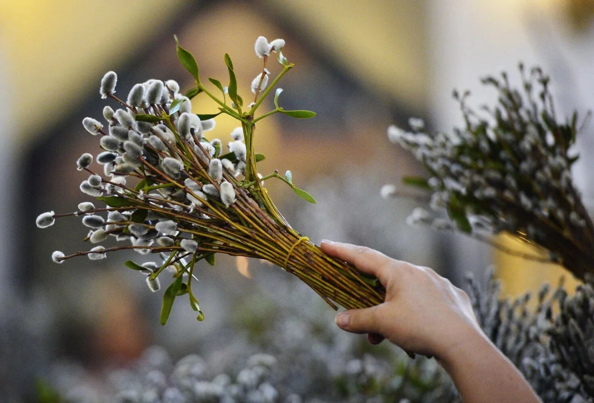 Pussy Willow Cuttings - 10 Unrooted Cuttings - Salix discolor - Easy to Root for Gardening & Floral Arrangements