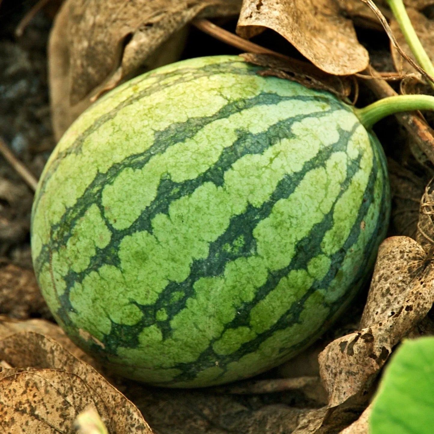 Crimson Sweet Watermelon Seeds | Medium to Large Juicy Red Fruit | Citrullus lanatus | Garden, Farm, Container Planting