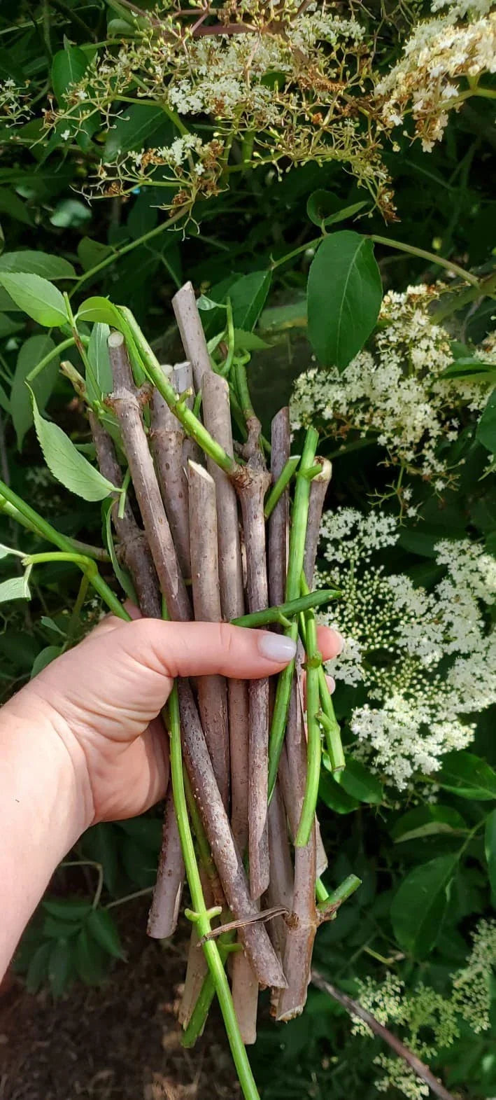 Fruit Tree Cutting Scion Pack – Fig, Mulberry, Apricot, Elderberry, Cherry, Plum, Peach, Pear – Prunus & Morus Species for Gardening