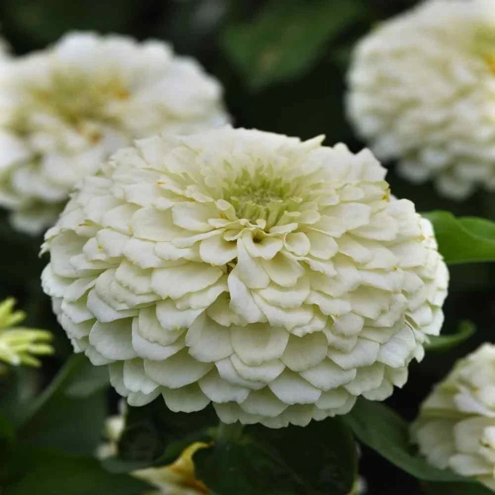 Benary Giant White Zinnia Seeds - 100+ Pack for Garden Planting - Zinnia elegans - White Flowers, Butterfly Attractant, Non-GMO, USA