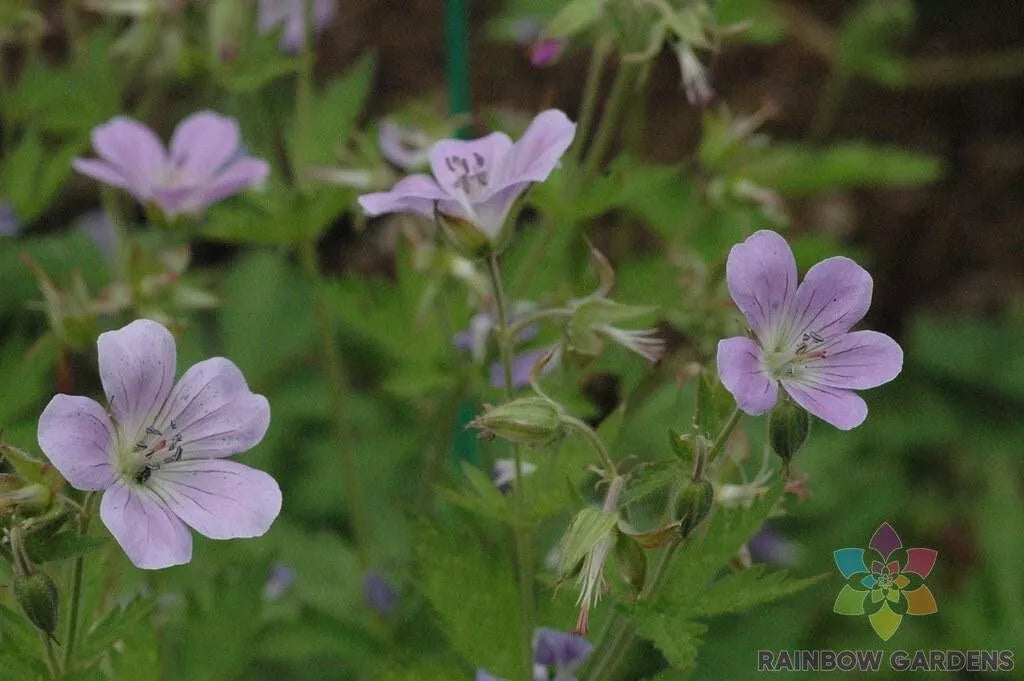 Coquetedale Lilac Geranium Seeds - 25+ Non-GMO Seeds for Garden Planting - Pelargonium 'Coquetedale' - USA