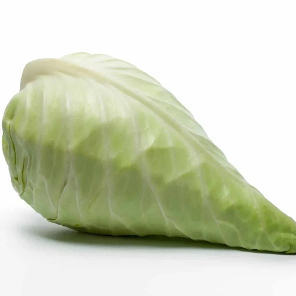 Hispi Cabbage Seeds Pack - Over 500 Non-GMO Brassica oleracea Var. capitata for Garden Planting, Sweetheart Variety, Full Sun, USA