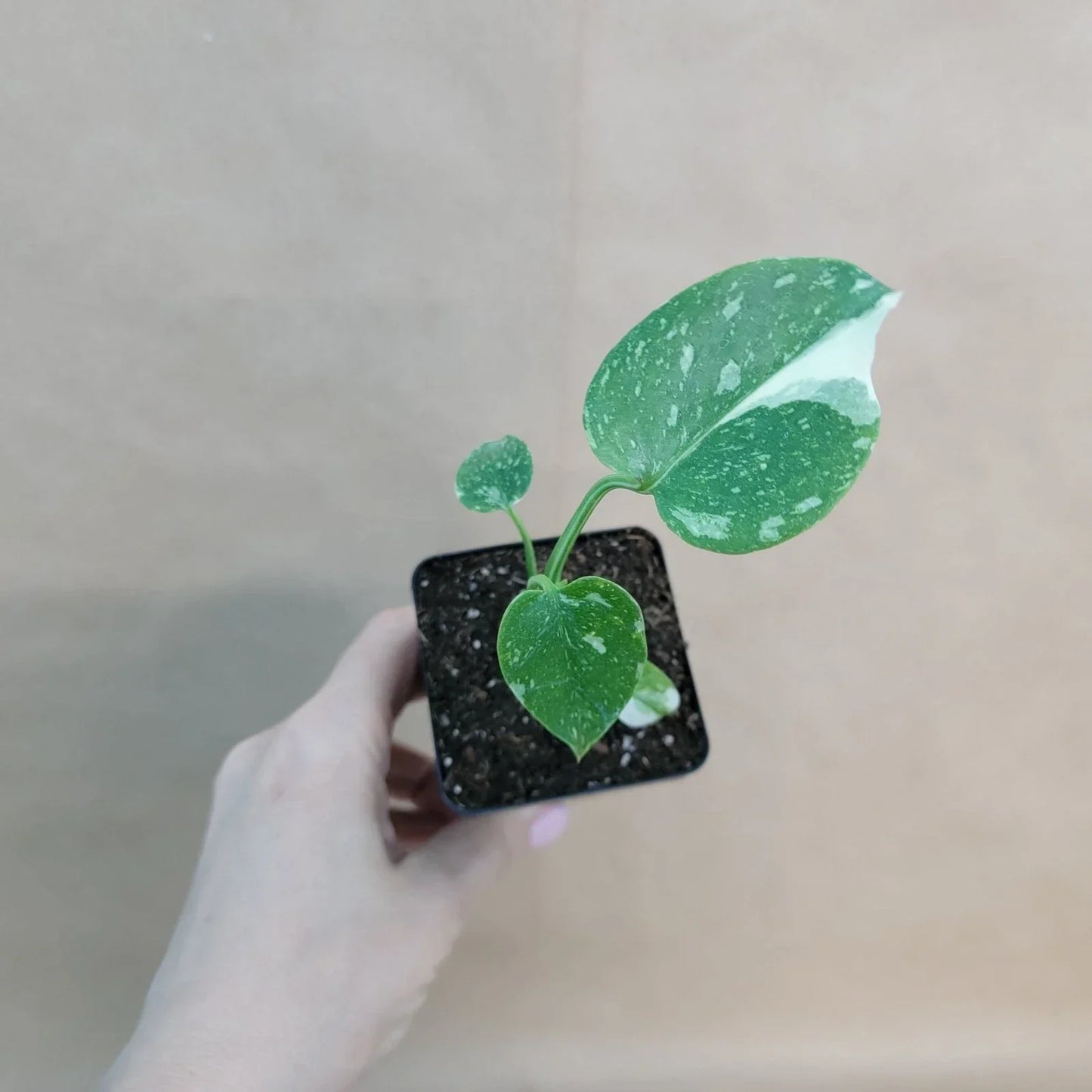 Monstera Thai Constellation 3-Inch Pot | Rare Variegated Indoor Houseplant | Monstera Deliciosa Variegata