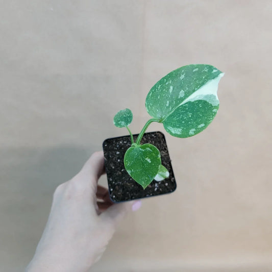 Monstera Thai Constellation 3-Inch Pot | Rare Variegated Indoor Houseplant | Monstera Deliciosa Variegata