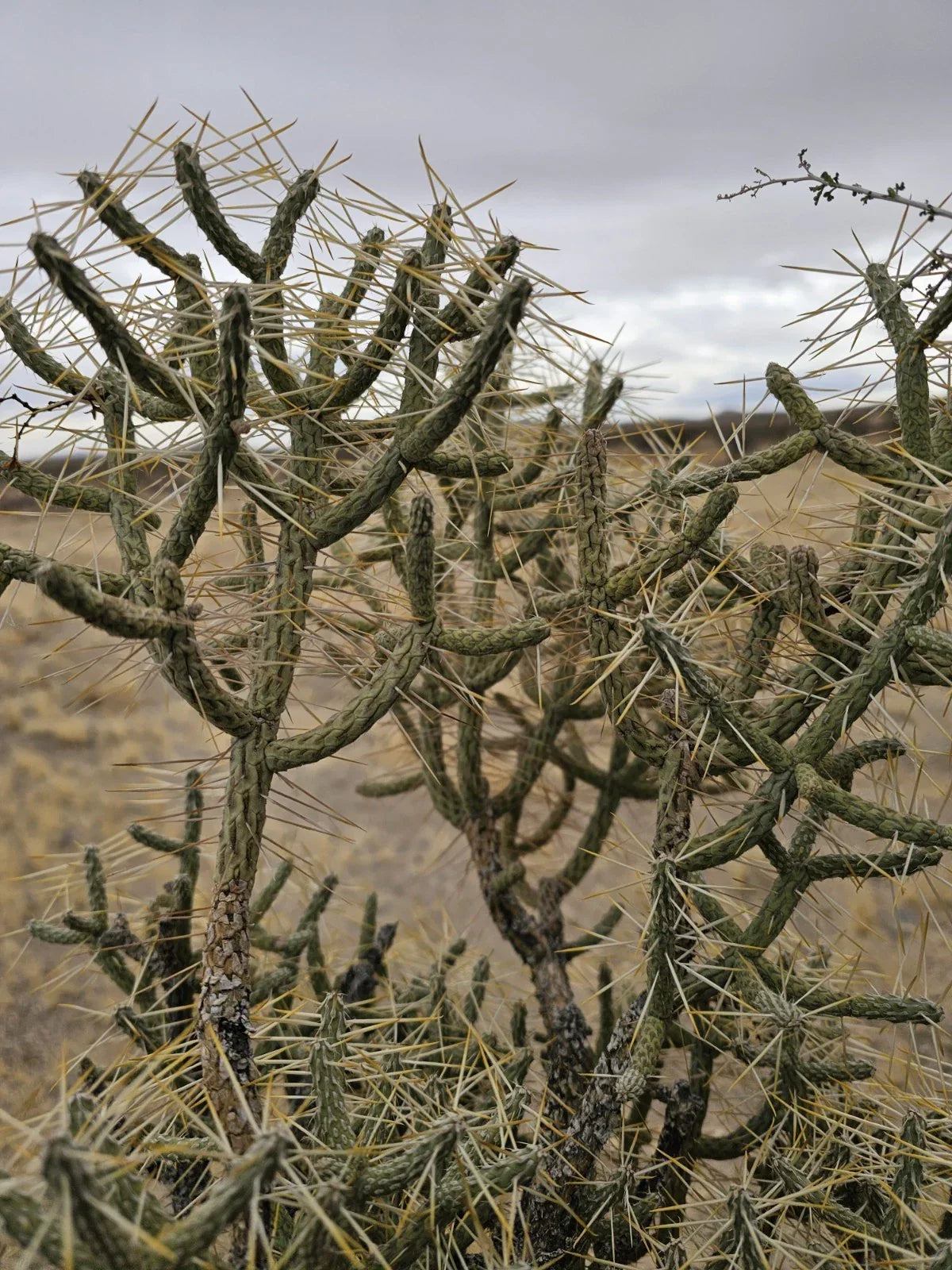 Cylindropuntia Ramosissima Cuttings - 3 Branches Diamond Cholla 6" Tall Succulent Cactus for Indoor & Outdoor Gardening