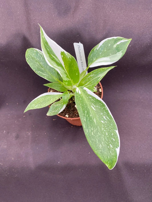Philodendron White Princess Plant - Rooted 3-Inch Pot - Rare Variegated Houseplant - Philodendron spp.