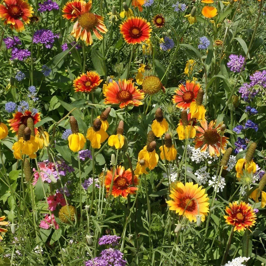 Wildflower Seed Mix - 19 Native Species - Western Wildflower Blend for Garden Pollinator Attracting Ecological Planting