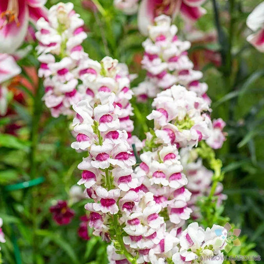 Maryland Plumblossom Snapdragon Seeds - 1000+ Antirrhinum majus Garden Seeds for Borders & Containers, USA Grown