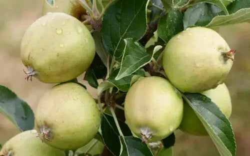 Michelin Apple Seeds Pack of 25+ for Home Gardening, Malus domestica, Fruit Tree Seeds, Non-GMO, USA Free Shipping
