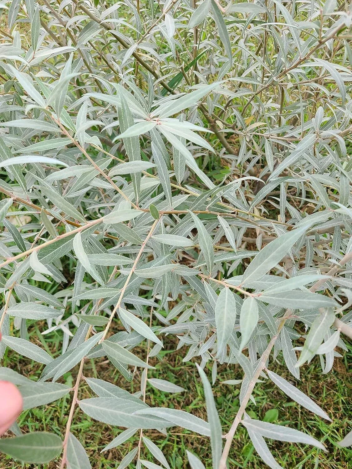 Edelweiss Willow Tree Cutting Salix helvetica Fast Growing Hedge or Shade Plant for Garden Landscaping