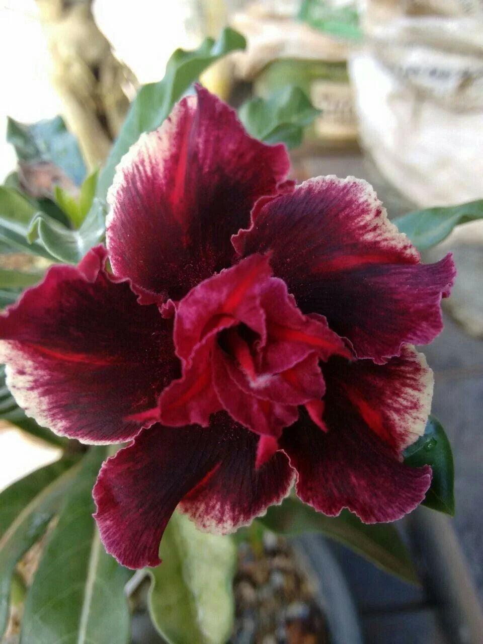 Double Red Magenta Desert Rose Seeds - Adenium Obesum - Exotic Flower Seeds for Indoor & Outdoor Gardening, 4 Pack