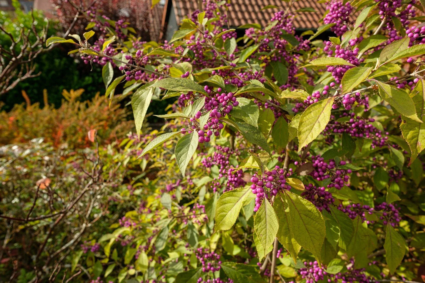 American Beautyberry Seeds - 30+ Callicarpa americana Native Shrub with Purple Berries for Wildlife Gardens