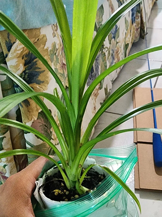 Live Pandan Leaf Plant 6-10 Inches in Cup, Fragrant Culinary Herb, Pandanus amaryllifolius for Cooking and Teas