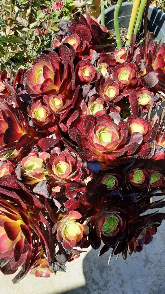 Live Rooted Succulent 4-5" Aeonium Purple Fire Cracker Indoor Plant - Colorful, Low Maintenance, Unique Rosette, Aeonium
