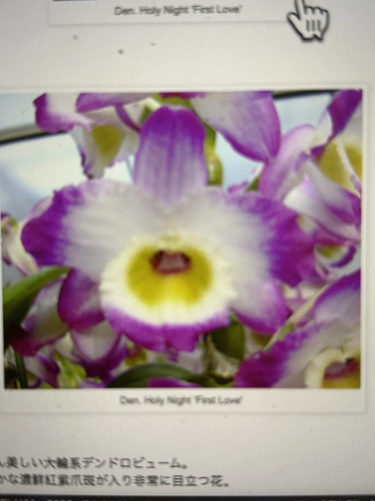 Orchid Plant - 1 Rooted Stem - Dendrobium Holy Night First Love - Exotic Flowering Houseplant for Indoor Decor