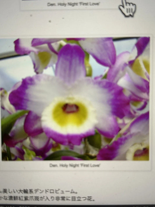 Orchid Plant - 1 Rooted Stem - Dendrobium Holy Night First Love - Exotic Flowering Houseplant for Indoor Decor