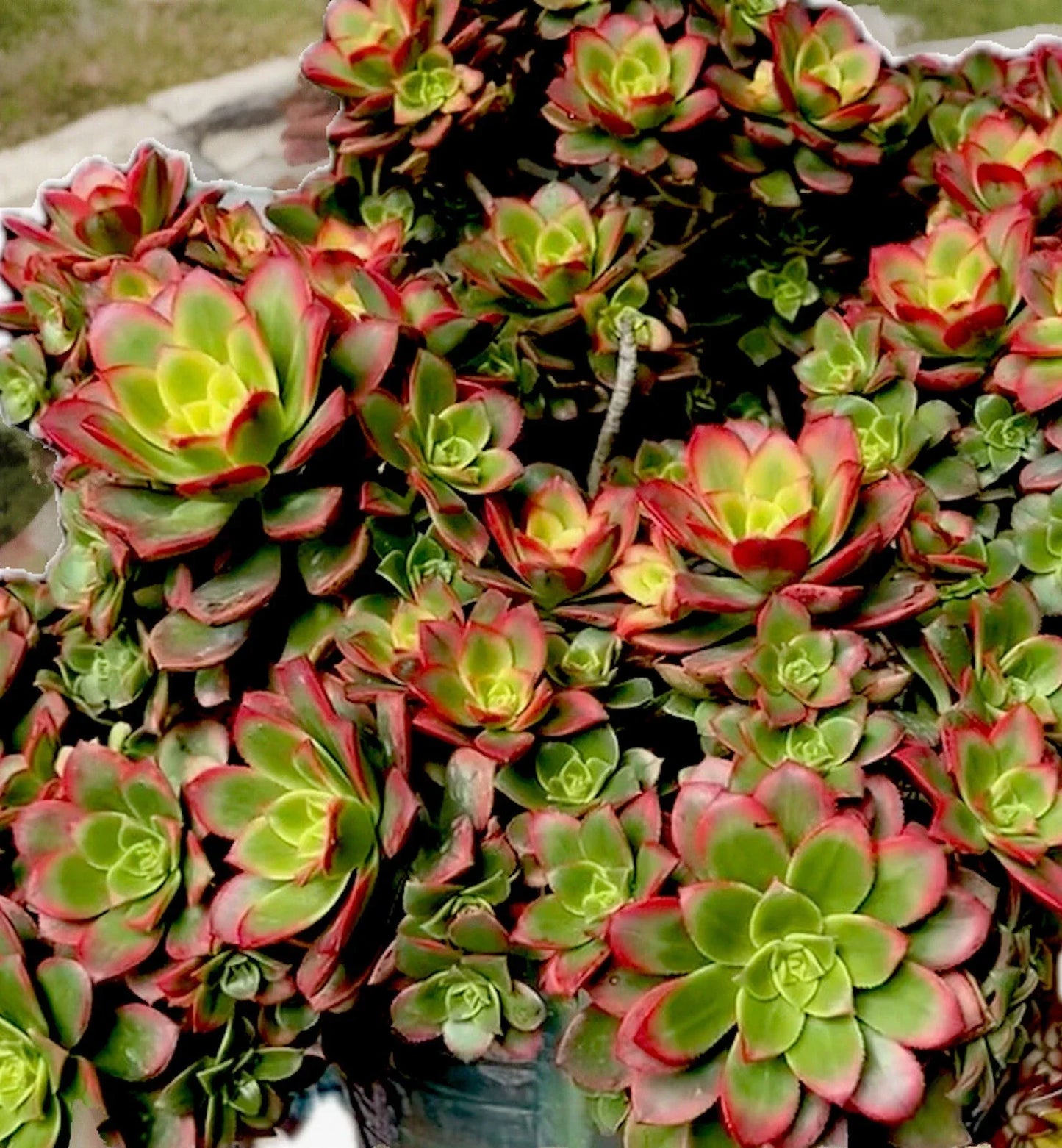Aeonium Kiwi Variegated Succulent Cutting 2-3” Rare Variegated Plant for Indoor & Outdoor Gardens