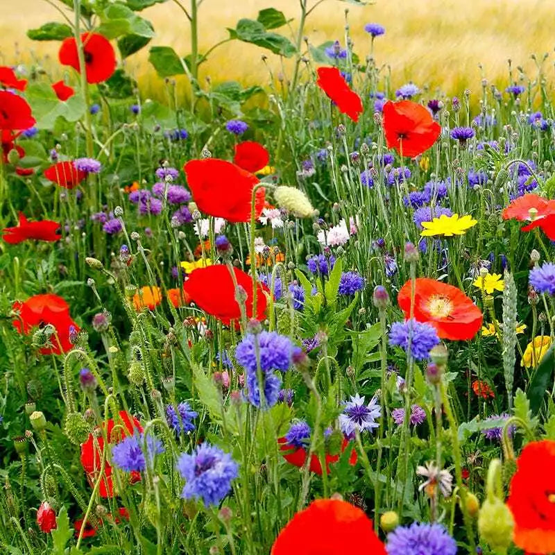 Wildflower Seed Mix 1000 Seeds Fall Planting Native Species for Spring Blooms, Pollinator Attracting, Eco-Friendly Garden