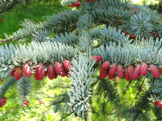 Noble Fir Seeds 10 Pack Abies procera Evergreen Tree Seeds for Reforestation & Landscaping