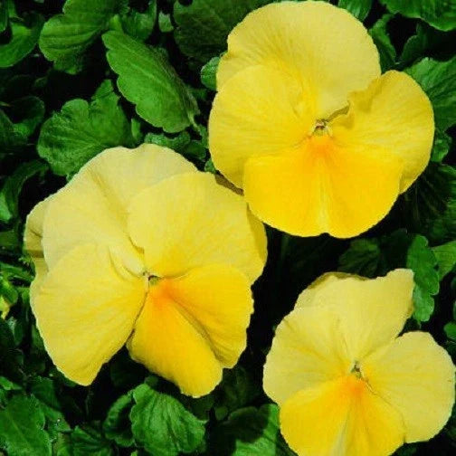 Pansy Seeds 50 Count - Viola tricolor var. hortensis Clear Primrose Yellow - Bright Flower Seeds for Garden, Containers & Borders