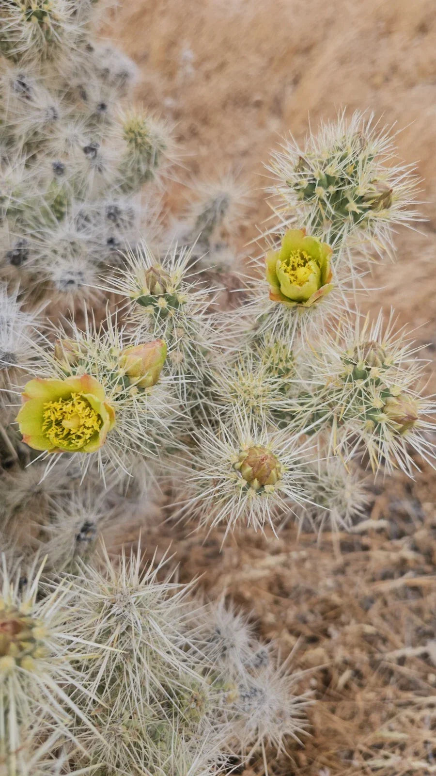 Silver Cholla Branches, 3 Pieces, 6-10" Drought-Resistant Cactus Decor, Cylindropuntia Echinocarpa, Indoor Outdoor Plant Accessories