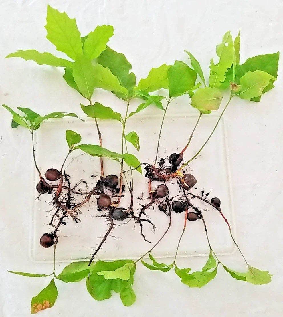 Oak Tree Sapling 6-12 Inches Assorted Variety with Acorn & Roots Intact, Quercus spp., New England