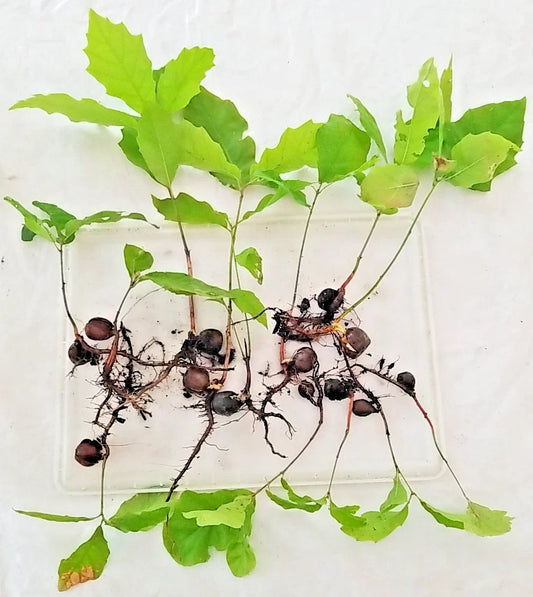Oak Tree Sapling 6-12 Inches Assorted Variety with Acorn & Roots Intact, Quercus spp., New England
