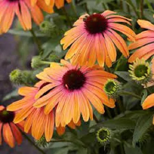 50 Sherbert Coneflower Seeds | Echinacea purpurea Perennial Flowers | Vibrant Summer Blooms for Pollinators