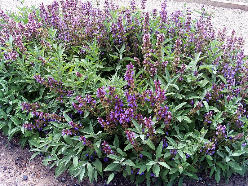 Sage Herb Seeds - 100 Seeds - Broad-Leaved Culinary Variety - Salvia officinalis - Aromatic, Easy to Grow, Non-GMO