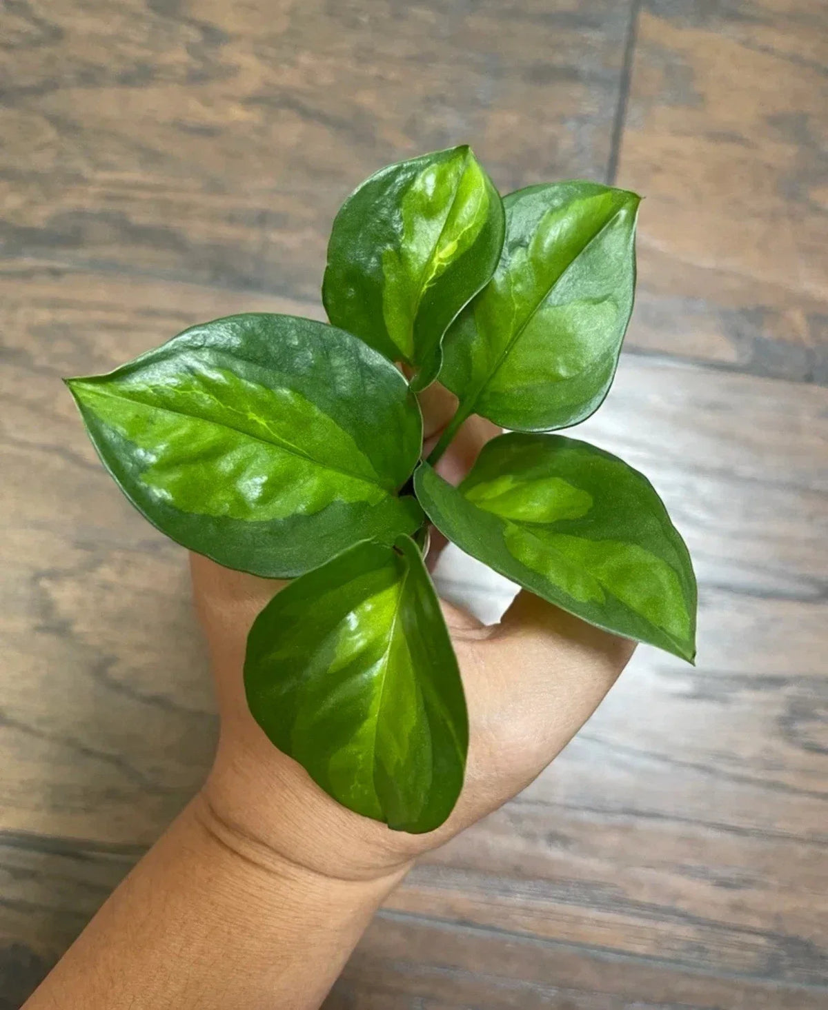 Global Green Pothos Cuttings (5) - Easy Care Indoor Plant - Epipremnum aureum - Lush Green Foliage for Propagation