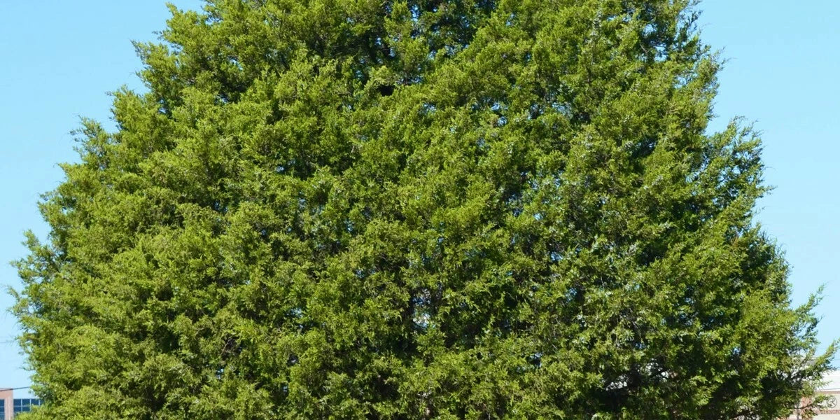 Eastern Red Cedar Tree 12-18 Inch Set of 2 Bare Root Juniperus virginiana - Evergreen Privacy Screen, Low Maintenance