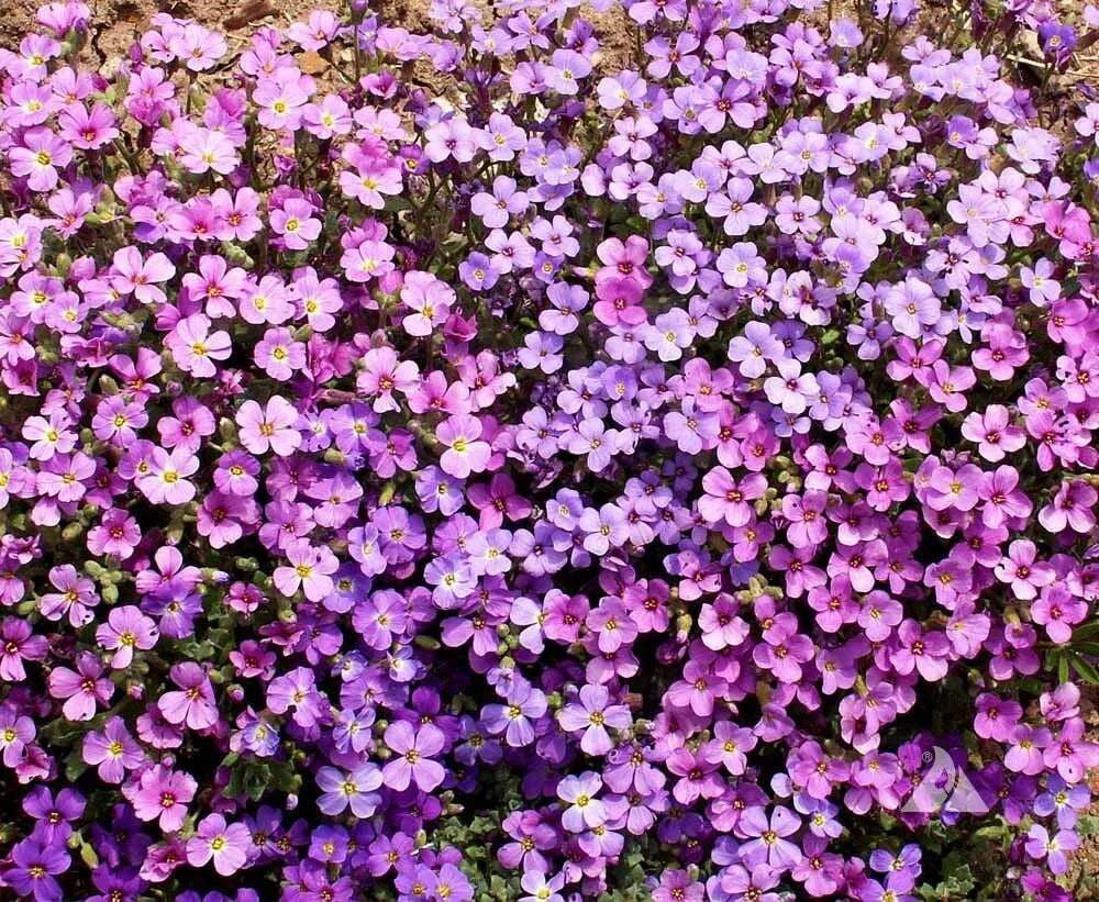 Rock Cress Seeds 1000 Count Purple Aubrieta deltoidea - Fragrant Ground Cover for Pollinators - Non-GMO Perennial Seeds