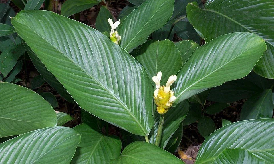 Calathea Marantifolia Seeds - 25+ Pack for Indoor & Outdoor Gardening - Tropical Plant Seeds - Perennial Herb