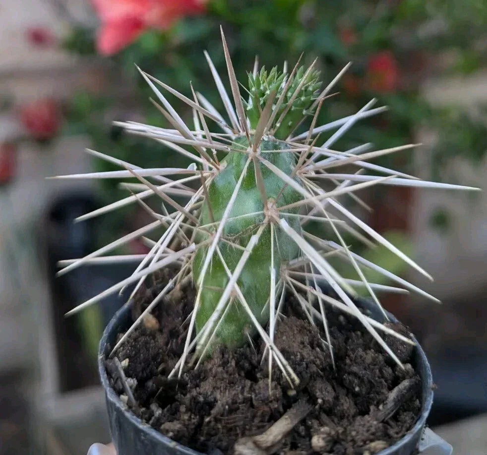 Jumping Cholla Cactus Starter Plant in 2-Inch Pot, Cylindropuntia fulgida, Drought-Tolerant Indoor Outdoor Succulent