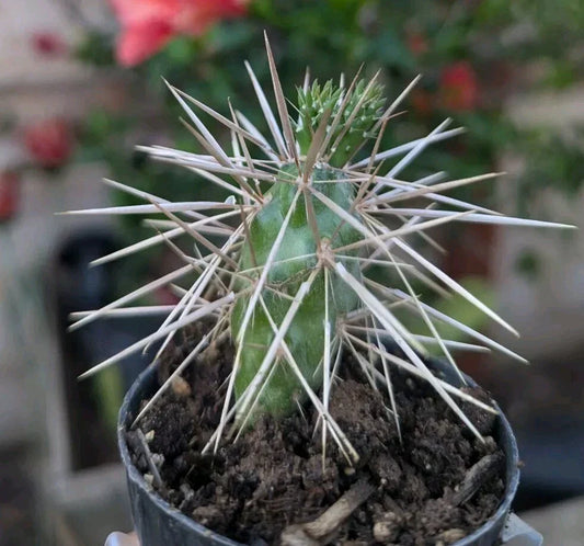 Jumping Cholla Cactus Starter Plant in 2-Inch Pot, Cylindropuntia fulgida, Drought-Tolerant Indoor Outdoor Succulent