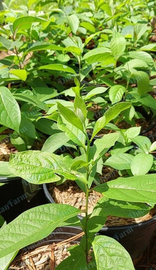 Persimmon Trees Seedlings 3 Pack American Native Diospyros Virginiana for Home Garden