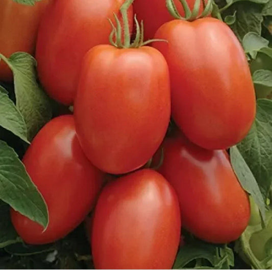 Non-GMO Roma Tomato Seeds - 25 Pack for Home Garden, Organic, Easy to Grow, Solanum lycopersicum
