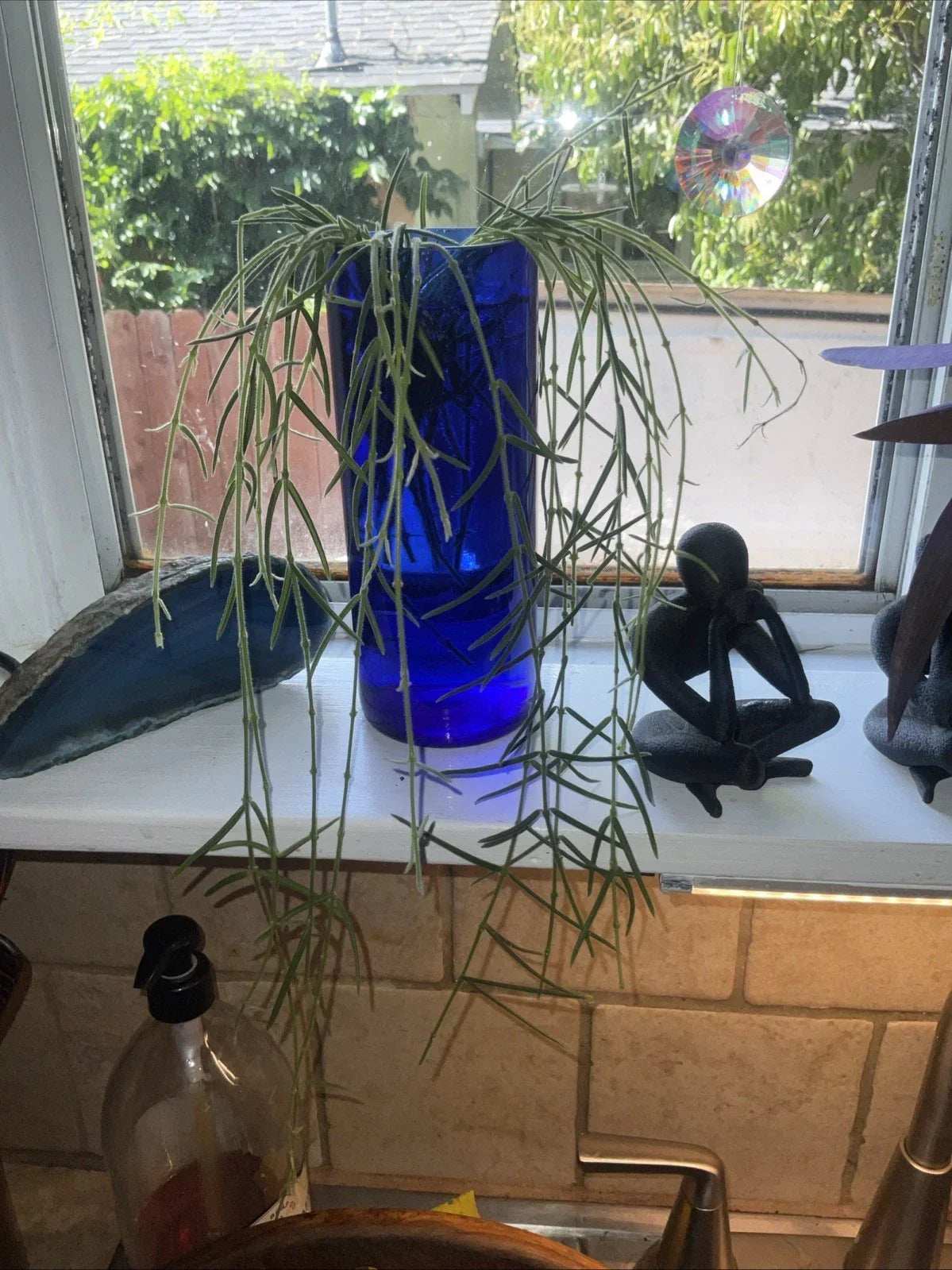 Hoya Linearis Cuttings - 3-Inch Rooted Houseplant in Pot - Uncommon Indoor Greenery - Easy Care Trailing Hoya Plant