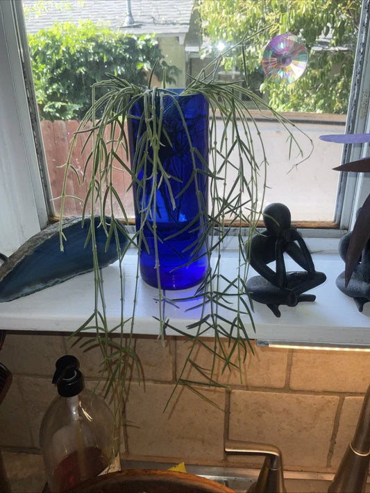 Hoya Linearis Cuttings - 3-Inch Rooted Houseplant in Pot - Uncommon Indoor Greenery - Easy Care Trailing Hoya Plant