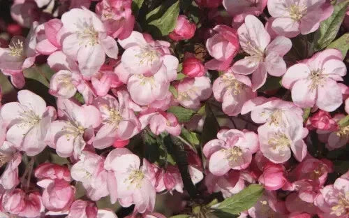 Coralburst Crabapple Seeds - 25+ Malus 'Coralburst' for Garden Planting, Ornamental Tree with Pink Flowers & Vibrant Fruits