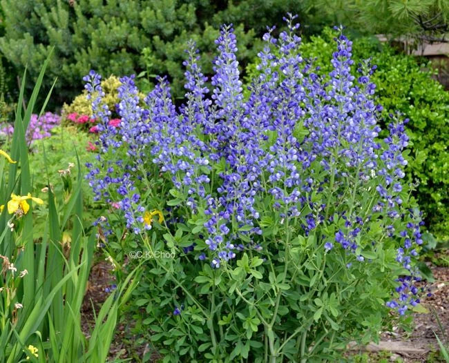 Blue Wild False Indigo Seeds - Perennial Native Wildflower, Baptisia australis, Blue Flowers, Nitrogen-Fixing, Pollinator Attractant, Seed Packet